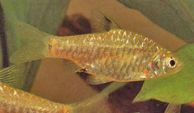 Puntius vittatus